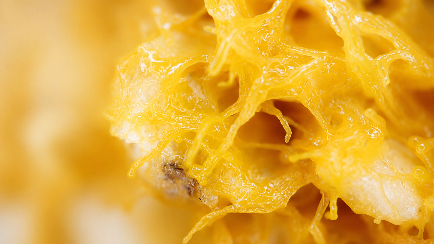 Fabled Fungi biologisches Experiment in leuchtenden Gelbtönen
